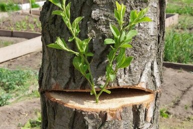 Тематическое изображение изображение сгененировано при помощи ИИ