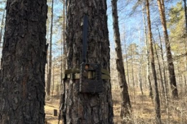 Фотоловушка Минлес Забайкалья