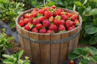 Завтрак для клубники в апреле: всего 1 стакан - и по ведру ягод каждые 2 дня Создано с помощью ИИ