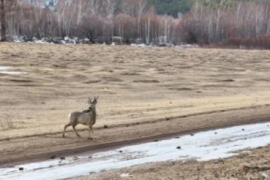 Самец косули Минприроды Забайкалья