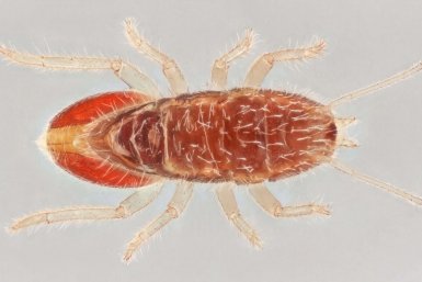 Боярышниковый клещ Сгенерировано при помощи ИИ