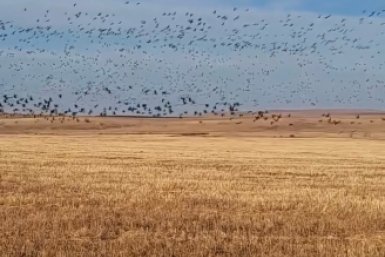 Кадр из видео Минприроды Забайкалья