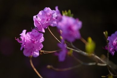 Цветы Дмитрий Осипчук, ИА PrimaMedia.ru