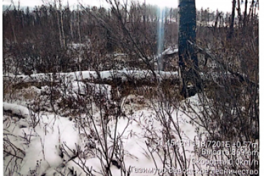 Лес Канал МАХ (6+) прокуратуры Забайкалья