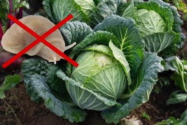 6 сортов капусты, которые не по зубам слизням - никаких дырявых листьев Создано с помощью ИИ
