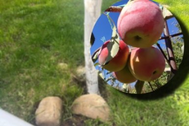 35 г вокруг ствола – и яблоки крупнее апельсинов: сладкие как варенье – никакой гнили ИА ChitaMedia