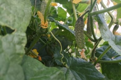 Тематическое фото Фото автора