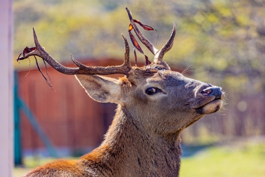 Заповедник Мария Смитюк, ИА PrimaMedia