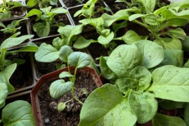 Агроном назвала оптимальную температуру для высадки томатов и перца