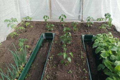 Пачка порошка вместо тонны навоза: как превратить грядку в легкий и рыхлый грунт без возни и трат