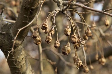Падалица весной. Как не потерять урожай ещё до начала дачного сезона