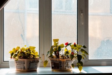 Как на комнатные растения влияет полив водой из крана