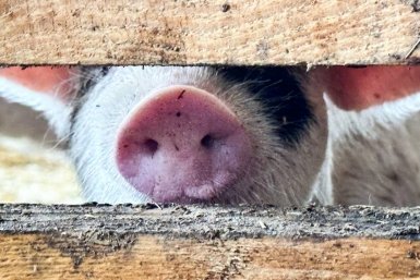 Животные Анастасия  Москалева, ИА ChitaMedia.su