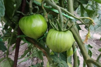 100 мл на ведро - и фитофтора не коснется томатов: мощный щит для вашего огорода в середине апреля