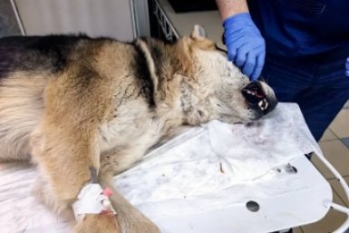 В Иркутском районе овчарка сломала клык, пытаясь вырваться к &quotлюбимой&quot Пресс-служба Ассоциации ветеринарии Приангарья