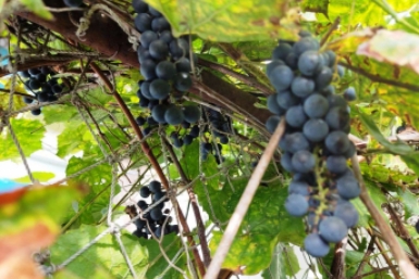 Не виноград, а монстр: грозди в руку не помещаются, ягоды сочные — секрет в грамотной подкормке