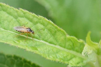 Тля осыплется черным дождем: добавьте 5 капель этого средства в воду и забудьте о проблеме