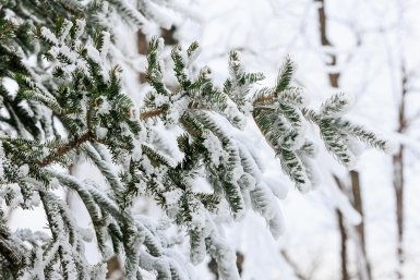 снег Евгений  Кулешов, ИА PrimaMedia