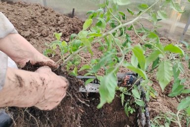 Огурцы и томаты высаживаю в День Николы Травника – урожай собирают бочками: плодоносят вплоть до октября