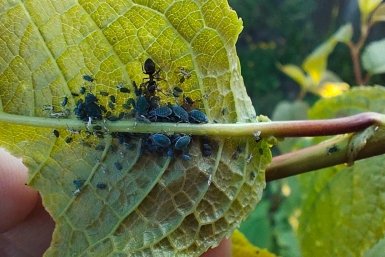 Намазала советской мазью ствол яблони и вишни – муравьи канули в Лету: тли в помине нет