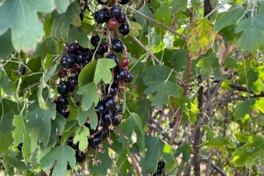 10 гр. под куст - и смородина будет размером с абрикос: собирайте урожай вёдрами, а соседи пусть завидуют