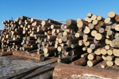 Древесина Анета  Абрамченко, ИА ChitaMedia