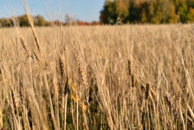 поле Евгений Овдеенко, ИА OmskMedia