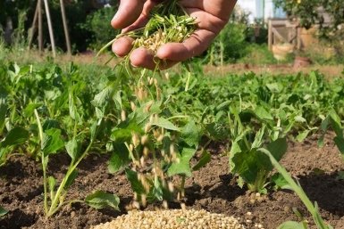 Не ем, а несу на грядки: урожай вплоть до октября - королевская крупа