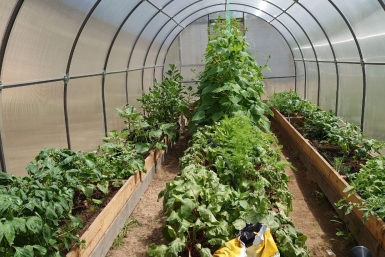 Пара хитростей — и нематоды и близко к участку не подползут: как избежать нашествия мерзких червей-паразитов