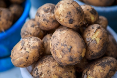 Картошки наросло немерено — в погреб не влезает: жменька в лунку — и урожая с сотки как с плантации