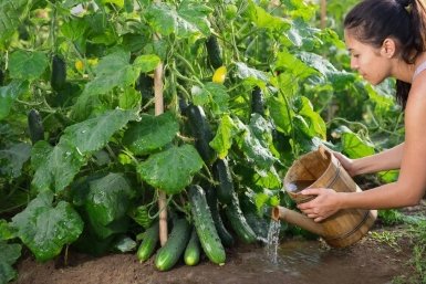 500 мл под кусты - огурцы лавиной прут: сами поедите, еще и гостей накормите