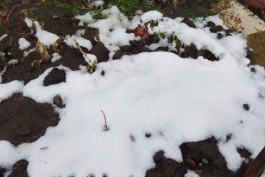 Возвратные заморозки - вовсе не беда: как вернуть подмерзшие растения к жизни - результат за 1 день