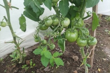 Чем подкормить рассаду томатов после пересадки в грунт: подробная схема удобрений — для отменного урожая