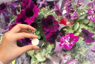 1 таблетка - и петунии превратятся в цветущие шары: соседи просят отросток, думая, что это элитный сорт