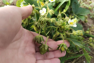 Чтобы было много завязей – обязательно: 2 компонента – и клубника вся в ягодах, плодоносит как одержимая