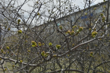 Весна Абрамченко Анета, ChitaMedia