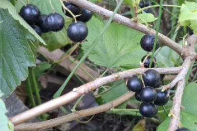 Обработала смородину за 3 захода – тля сгинула на раз-два: ягоды висят, как гроздья винограда