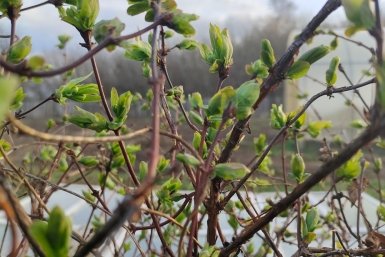 В начале мая жимолости - важнее всего: 2 ложки в ведро - и ягод хоть отбавляй, лучший стимулятор цветения