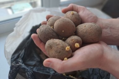 Горсть в лунку при посадке — и картофеля потом немерено: гребу урожай тоннами — места в погребе не хватает