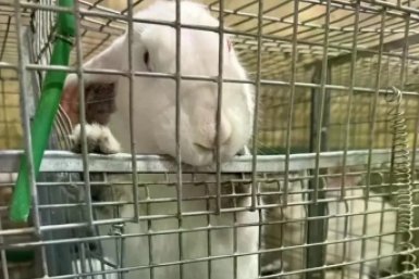 Кролики Правительство Забайкалья