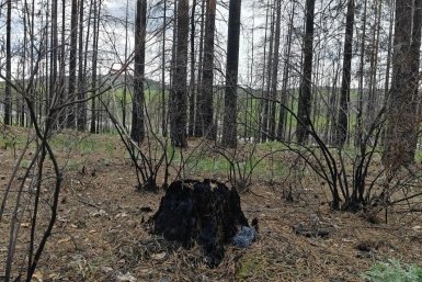 Последствия пожара в Атамановке пресс-служба Минлеса