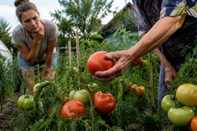 Томаты трескаются Создано ИИ