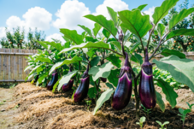 Для баклажанов размером с кабачок - обязательно: 1 ст. л. на 10 л — и снимаем плоды по килограмму, глянцевые и тяжелые