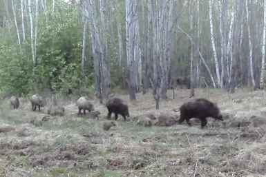 Фотоловушка сняла семейство кабанов в лесу Забайкалья Миприроды Забайкалья