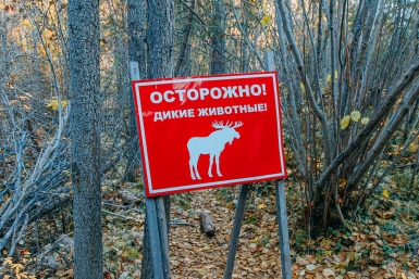Подросток за рулём сбил лося, пассажир погиб
