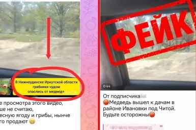Фейковое видео о медведе в Ивановке под Читой распространяется в сети Минприроды Забайкалья