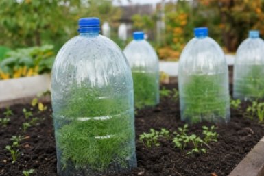 Бутылка из‑под воды — и вуаля: свежий укроп даже в сентябре — соседи теперь ходят ко мне за советом