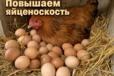 Яйца девать будет некуда: как за 3 дня раскачать яйценоскость кур с помощью "сибирского" метода