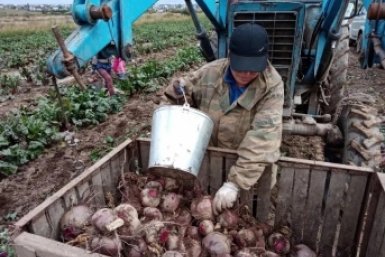 Забайкальские аграрии собрали 734 тонны овощей правительство Забайкалья