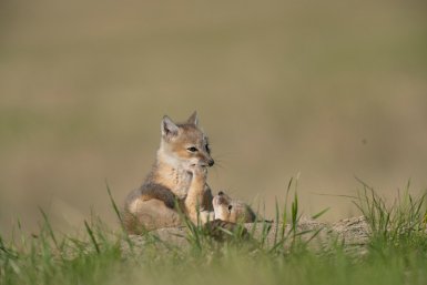 Корсак Петра Романова